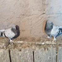 سه تا ترکیه ماده خاس بازی دار وصدادار|پرنده|کشاورز, |دیوار