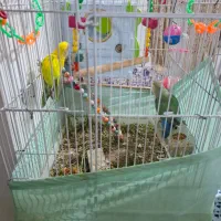 طوطی برزیلی