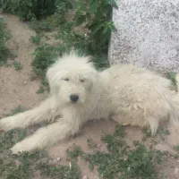 سگ پا کوتاه