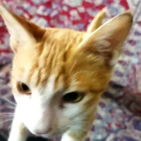 گربه|گربه|اندیمشک, |دیوار