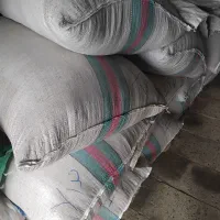 بذرشالی نداپاکوتاه کشت اول پارسال بذرپلم بودبه شرط