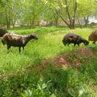 میش بره دار