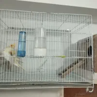 عروس هلندی با قفس