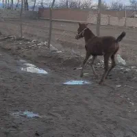 سلام‌فروش‌یک‌اسب‌‌کرد