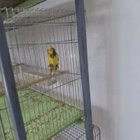 فروش قناری کشیده بلند درجه ۱/ردفاکتور/رسمی/|پرنده|خمینی‌شهر, |دیوار