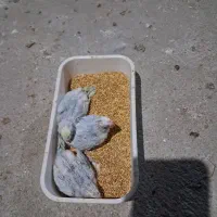 جوجه مرغ عشق سرلاکی