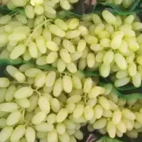 کودهای ارگانیک به قیمت خود نمایندگی اصلی