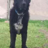 سگ قهدری جانی