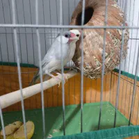 فنچ مصری (نرگسی)