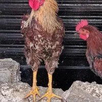 خروس محلی گلپایگانی