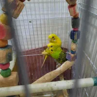 مرغ عشق با قفسه|پرنده|تهران, دکتر هوشیار|دیوار