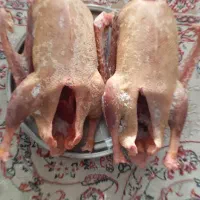 فروش غاز محلی