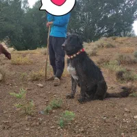 توله قدرجونی|سگ|داران, |دیوار