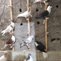کفتر بوم
