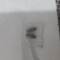 مهره تضمینی