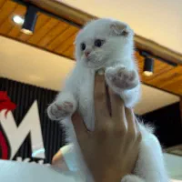گربه اسکاتیش