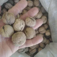 گردو ایرانی