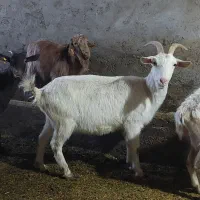 بز سانن|حیوانات مزرعه|خنداب, |دیوار