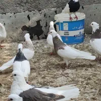 فروش طوقی سالم وسرحال|پرنده|بندر ماهشهر, |دیوار