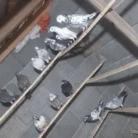 ۲۰ کبوتر اث گرفته شده تیر ماه..
