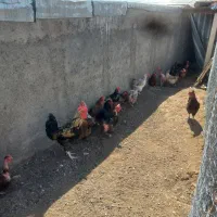 مرغ و خروس محلی