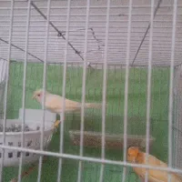 جفت مرغ عشق و قناری