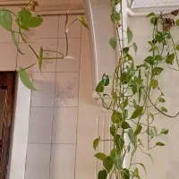 گل آپارتمانی|گل و گیاه طبیعی|تهران, مسعودیه|دیوار