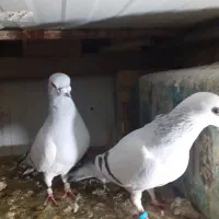 جفت|پرنده|نیشابور, هفده شهریور|دیوار