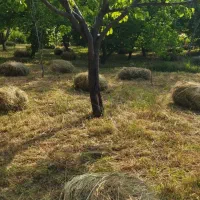 یونجه