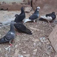 کبوتر گرفتنی