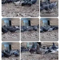 کبوتر|پرنده|کرخه, |دیوار