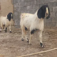 حیوانات|حیوانات مزرعه|هیرمند, |دیوار