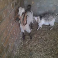 بزکره