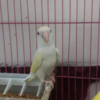 کوتله برزیلی|پرنده|آذرشهر, |دیوار