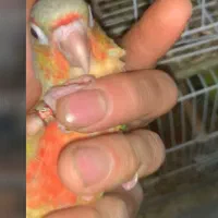 انواع گرینچیک ردچیک مونچیک