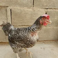 مرغ بومی ،تخم گذار