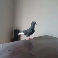 ماده سیاه دم سفید کاکل میخ بدون تودس یادم