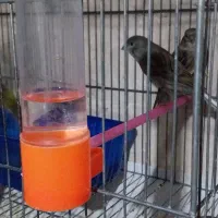 قناری سرخ دارچینی سوخته سرخ طوسی   فسفری سبز،چمنی،|پرنده|شاهین‌شهر, شهرک ردانی پور|دیوار