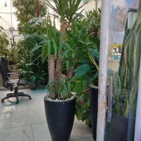 تخفیف ویژه گل گیاه آپارتمانی فضاسازی بیرونی چکاپ|گل و گیاه طبیعی|مشهد, امیریه|دیوار