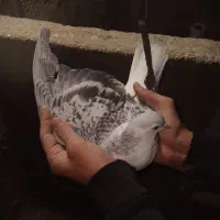 کفتر جوجه گرفتنی ۳۰۰ یه  دوکت شهرستانی|پرنده|پاکدشت, پاکدشت (مامازند)|دیوار