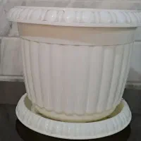 گلدان|گل و گیاه طبیعی|قم, هفت تیر|دیوار