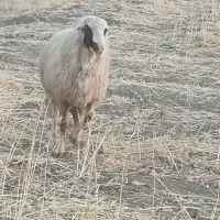 قوچ سنجابی