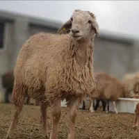 بره زنده تحویل جاجرود پردیس وبومهن فقط ارسال۲۴ساعت
