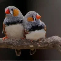 فنچ گور خری