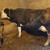 گاو جوان و چاغ|حیوانات مزرعه|جونقان, |دیوار