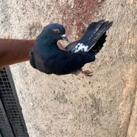 کفتر گرفتنی کپکی