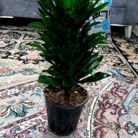 گل وگیاه و|گل و گیاه طبیعی|مشهد, مهدی آباد|دیوار