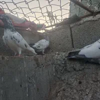 ک،ب،و،ت،ر|پرنده|چابهار, |دیوار