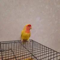 طوطی برزیلی