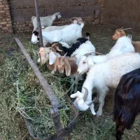 برهمحلی|حیوانات مزرعه|سیرجان, |دیوار